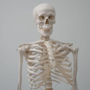 Modelo anatômico de esqueleto humano representando ossos e articulações