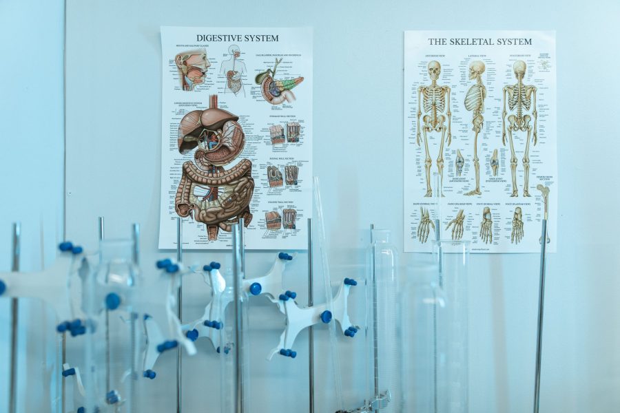 Cartaz educativo de anatomia do sistema urinário